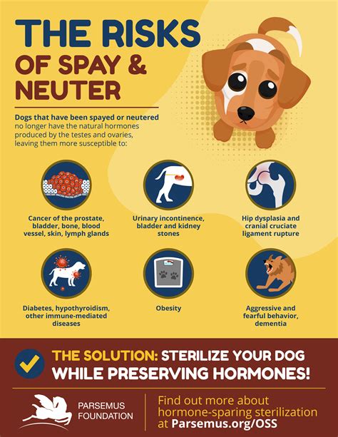 when to spay neuter.